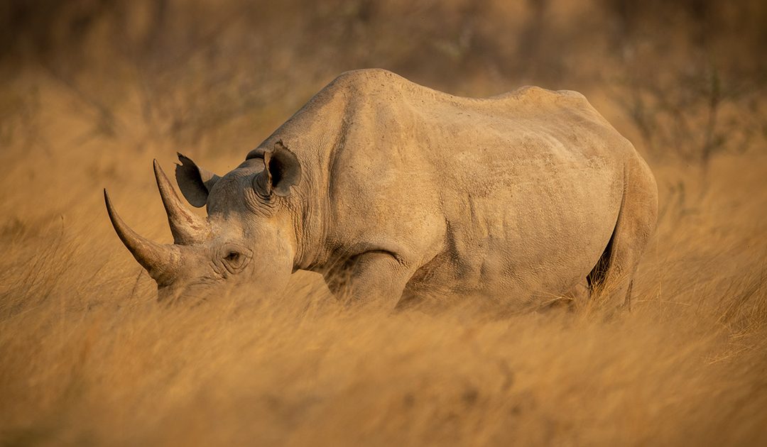 Ride for Rhinos 24 hour marathon