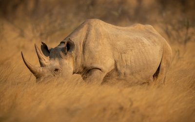 Ride for Rhinos 24 hour marathon